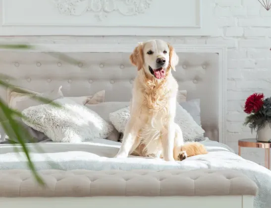 dog-sitting-on-a-bed